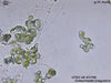 UTEX LB 2790 Coleochaete irregularis | UTEX Culture Collection of Algae