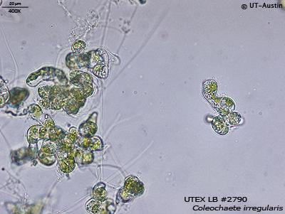 UTEX LB 2790 Coleochaete irregularis | UTEX Culture Collection of Algae