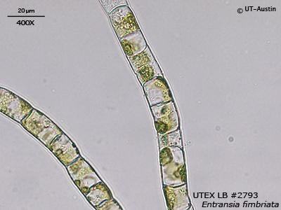 UTEX LB 2793 Entransia fimbriata | UTEX Culture Collection of Algae