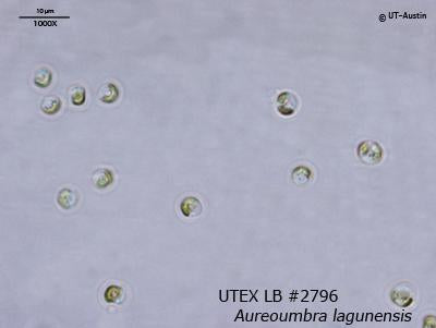 <strong>UTEX LB 2796</strong> <br><i>Aureoumbra lagunensis</i>