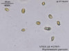 UTEX LB 2797 Prymnesium parvum (TX) | UTEX Culture Collection of Algae