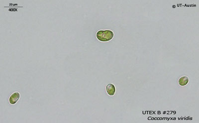 <strong>UTEX B 279</strong> <br><i>Coccomyxa viridis</i>