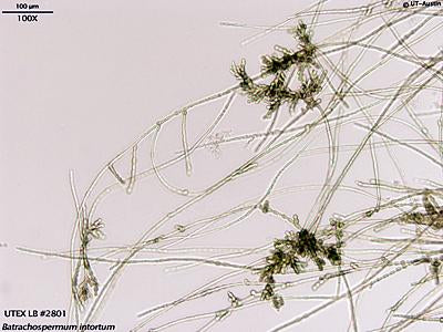 <strong>UTEX LB 2801</strong> <br><i>Batrachospermum intortum</i>