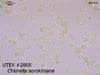 UTEX B 2805 Chlorella sorokiniana | UTEX Culture Collection of Algae