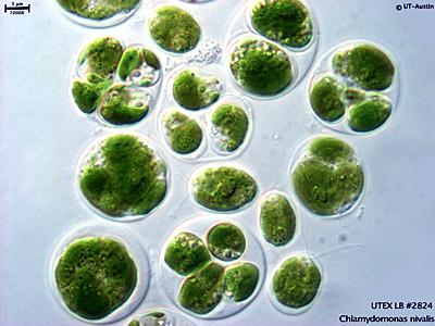 <strong>UTEX LB 2824</strong> <br><i>Chlamydomonas nivalis</i>
