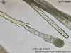 UTEX LB 2829 Batrachospermum macrosporum | UTEX Culture Collection of Algae