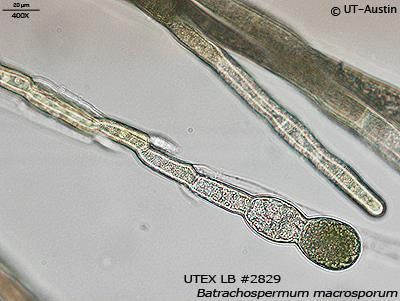 <strong>UTEX LB 2829</strong> <br><i>Batrachospermum macrosporum</i>