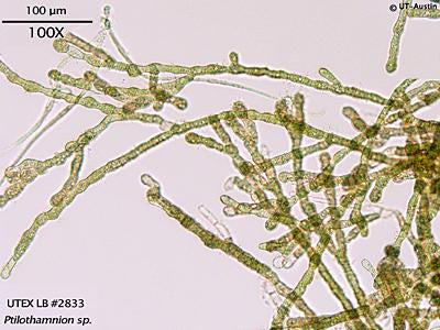 <strong>UTEX LB 2833</strong> <br><i>Ptilothamnion sp.</i>