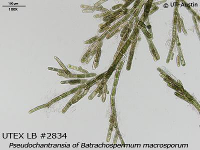<strong>UTEX LB 2834</strong> <br><i>Pseudochantransia of Batrachospermum macrosporum</i>