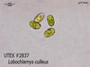 UTEX 2837 Lobochlamys culleus | UTEX Culture Collection of Algae