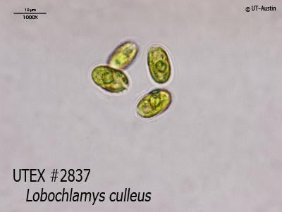 <strong>UTEX 2837</strong> <br><i>Lobochlamys culleus</i>