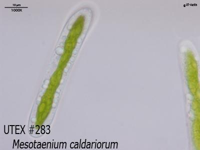 <strong>UTEX B 283</strong> <br><i>Mesotaenium caldariorum</i>