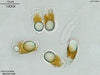 UTEX LB 2850 Nitzschia ovalis | UTEX Culture Collection of Algae