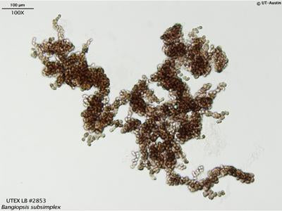 UTEX LB 2853 Bangiopsis subsimplex | UTEX Culture Collection of Algae