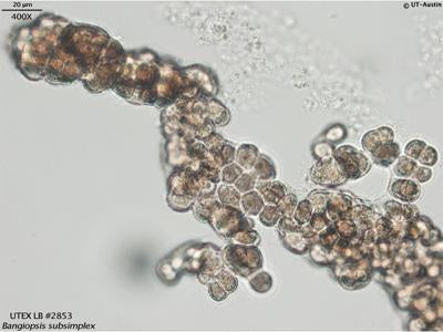 <strong>UTEX LB 2853</strong> <br><i>Bangiopsis subsimplex</i>
