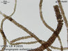 UTEX LB 2855 Bangiopsis subsimplex | UTEX Culture Collection of Algae