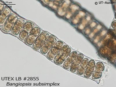 UTEX LB 2855 Bangiopsis subsimplex | UTEX Culture Collection of Algae