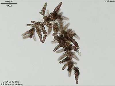 <strong>UTEX LB 2856</strong> <br><i>Boldia erythrosiphon</i>