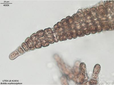 UTEX LB 2856 Boldia erythrosiphon | UTEX Culture Collection of Algae