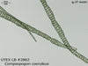 UTEX LB 2862 Compsopogon coeruleus | UTEX Culture Collection of Algae