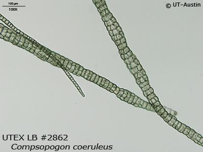 <strong>UTEX LB 2862</strong> <br><i>Compsopogon coeruleus</i>