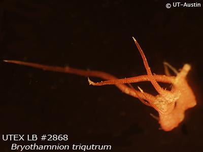<strong>UTEX LB 2868</strong> <br><i>Bryothamnion triqutrum</i>