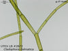 UTEX LB 2872 Cladophora dalmatica | UTEX Culture Collection of Algae