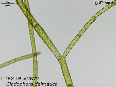 <strong>UTEX LB 2872</strong> <br><i>Cladophora dalmatica</i>