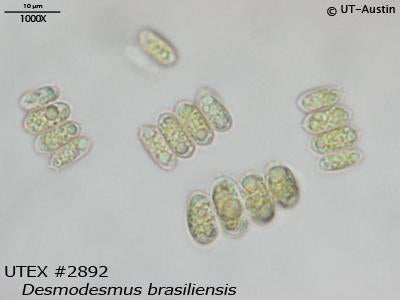 <strong>UTEX 2892</strong> <br><i>Desmodesmus brasiliensis</i>