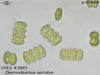 UTEX B 2893 Desmodesmus serratus | UTEX Culture Collection of Algae