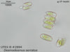 UTEX B 2894 Desmodesmus serratus | UTEX Culture Collection of Algae