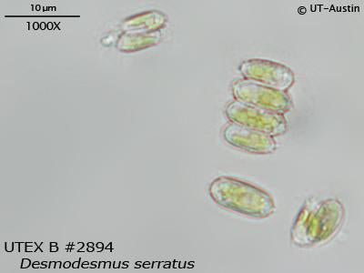 <strong>UTEX B 2894</strong> <br><i>Desmodesmus serratus</i>