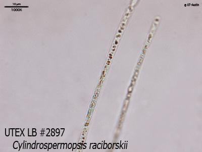 UTEX LB 2897 Cylindrospermopsis raciborskii | UTEX Culture Collection of Algae