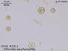 UTEX 2911 Chlorella saccharophila | UTEX Culture Collection of Algae