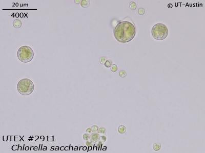 <strong>UTEX 2911</strong> <br><i>Chlorella saccharophila</i>