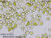 UTEX 2912 Watanabea reniformis | UTEX Culture Collection of Algae