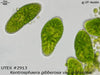 UTEX 2913 Kentrosphaera gibberosa var. gibberosa | UTEX Culture Collection of Algae