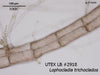 UTEX LB 2918 Lophocladia trichoclados | UTEX Culture Collection of Algae