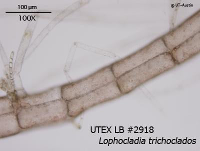 <strong>UTEX LB 2918</strong> <br><i>Lophocladia trichoclados</i>