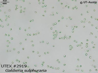 <strong>UTEX 2919</strong> <br><i>Galdieria sulphuraria</i>