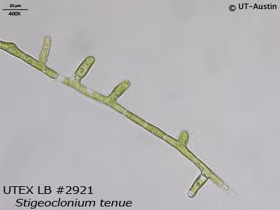 <strong>UTEX LB 2921</strong> <br><i>Stigeoclonium tenue</i>