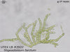 UTEX LB 2922 Stigeoclonium farctum | UTEX Culture Collection of Algae