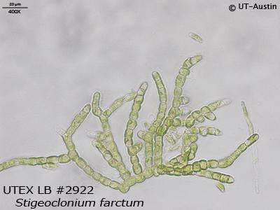 <strong>UTEX LB 2922</strong> <br><i>Stigeoclonium farctum</i>