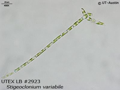 <strong>UTEX LB 2923</strong> <br><i>Stigeoclonium variabile</i>