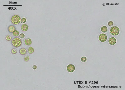 <strong>UTEX B 296</strong> <br><i>Botrydiopsis intercedens</i>