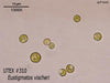 UTEX 310 Eustigmatos vischeri | UTEX Culture Collection of Algae