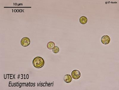 <strong>UTEX 310</strong> <br><i>Eustigmatos vischeri</i>