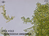 UTEX B 313 Heterococcus caespitosus | UTEX Culture Collection of Algae