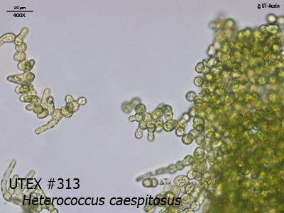 <strong>UTEX B 313</strong> <br><i>Heterococcus caespitosus</i>