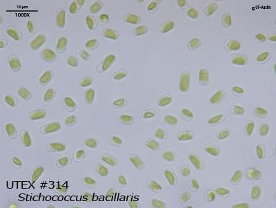 UTEX B 314 Stichococcus bacillaris | UTEX Culture Collection of Algae